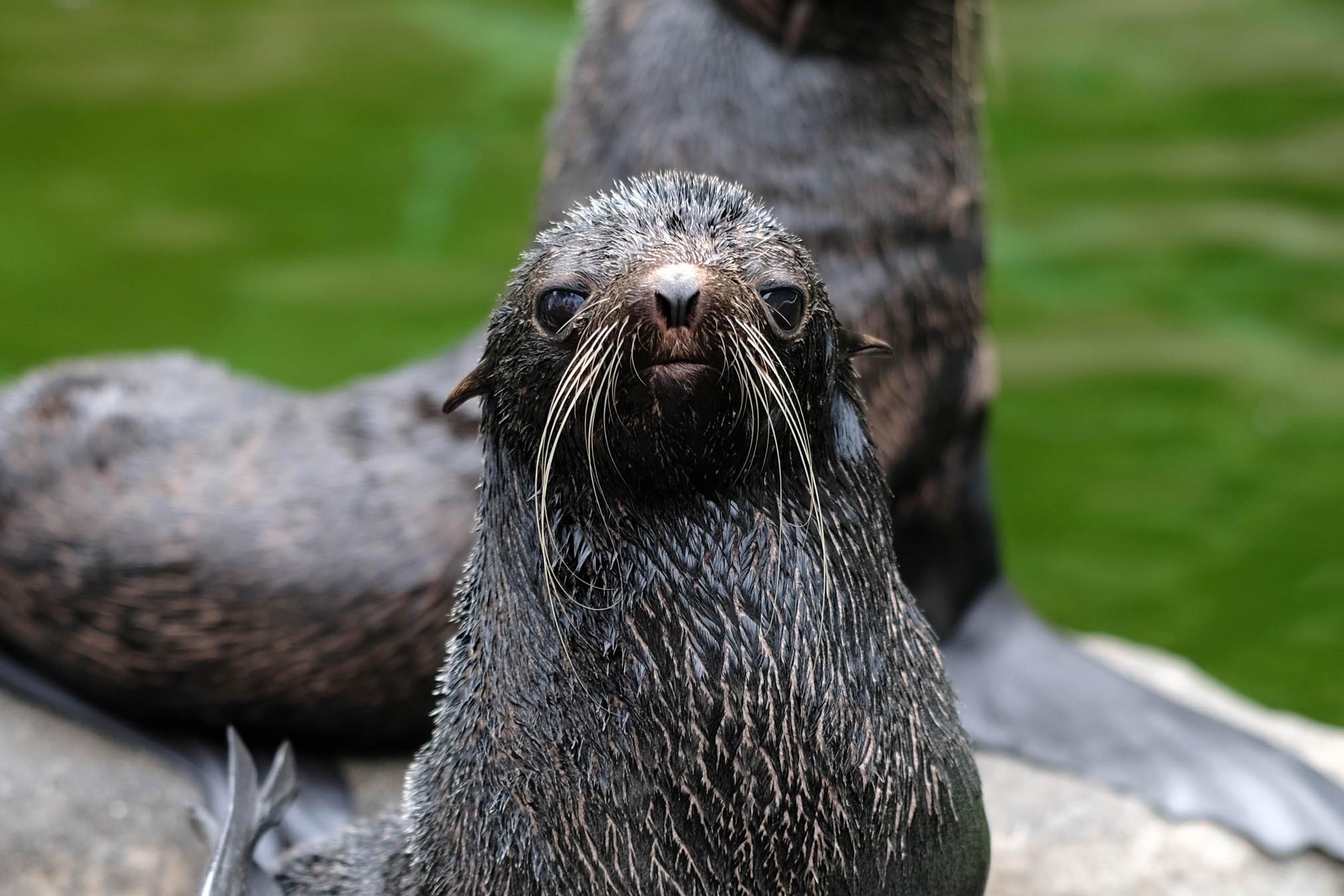 Otter